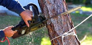 How Our Tree Care Process Works  in  Potomac Mills, VA