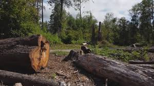 Best Seasonal Cleanup (Spring/Fall)  in Potomac Mills, VA