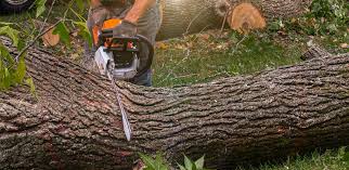 Best Tree Risk Assessment  in Potomac Mills, VA