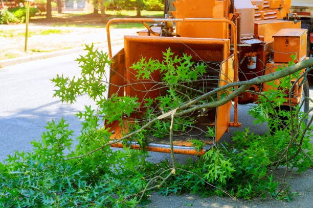 Best Emergency Tree Removal  in Potomac Mills, VA