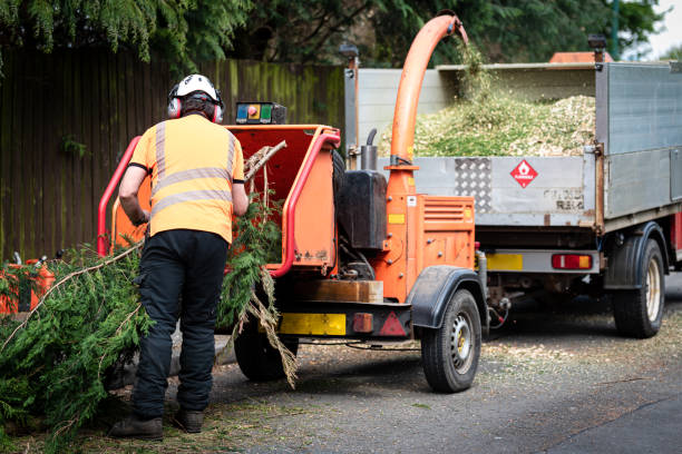 Best Hazardous Tree Removal  in Potomac Mills, VA