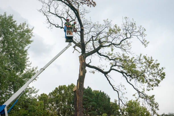 Best Hedge Trimming  in Potomac Mills, VA