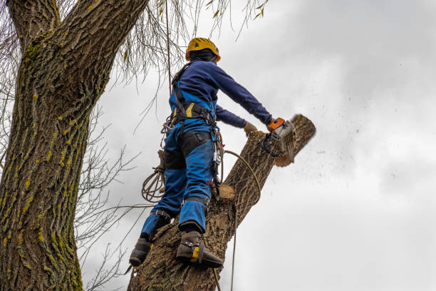 Best Utility Line Clearance  in Potomac Mills, VA