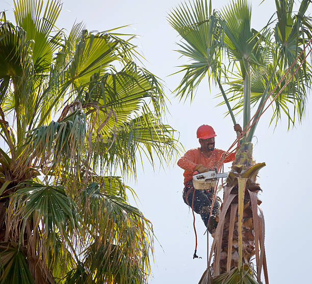 Best Tree Removal  in Potomac Mills, VA