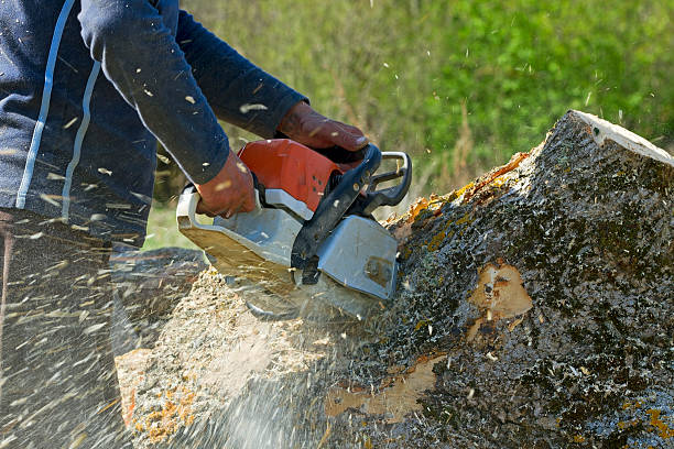 Best Tree Trimming and Pruning  in Potomac Mills, VA