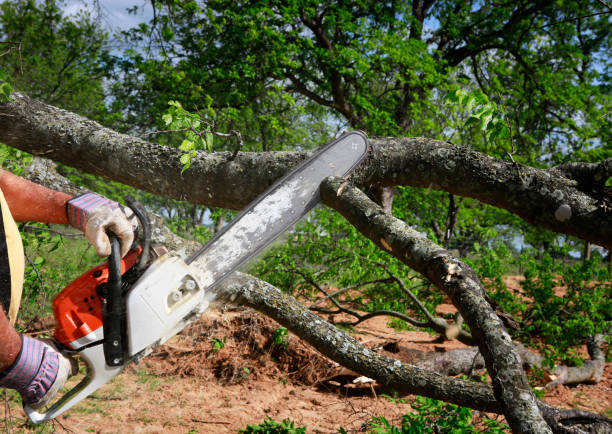 Best Tree and Shrub Care  in Potomac Mills, VA